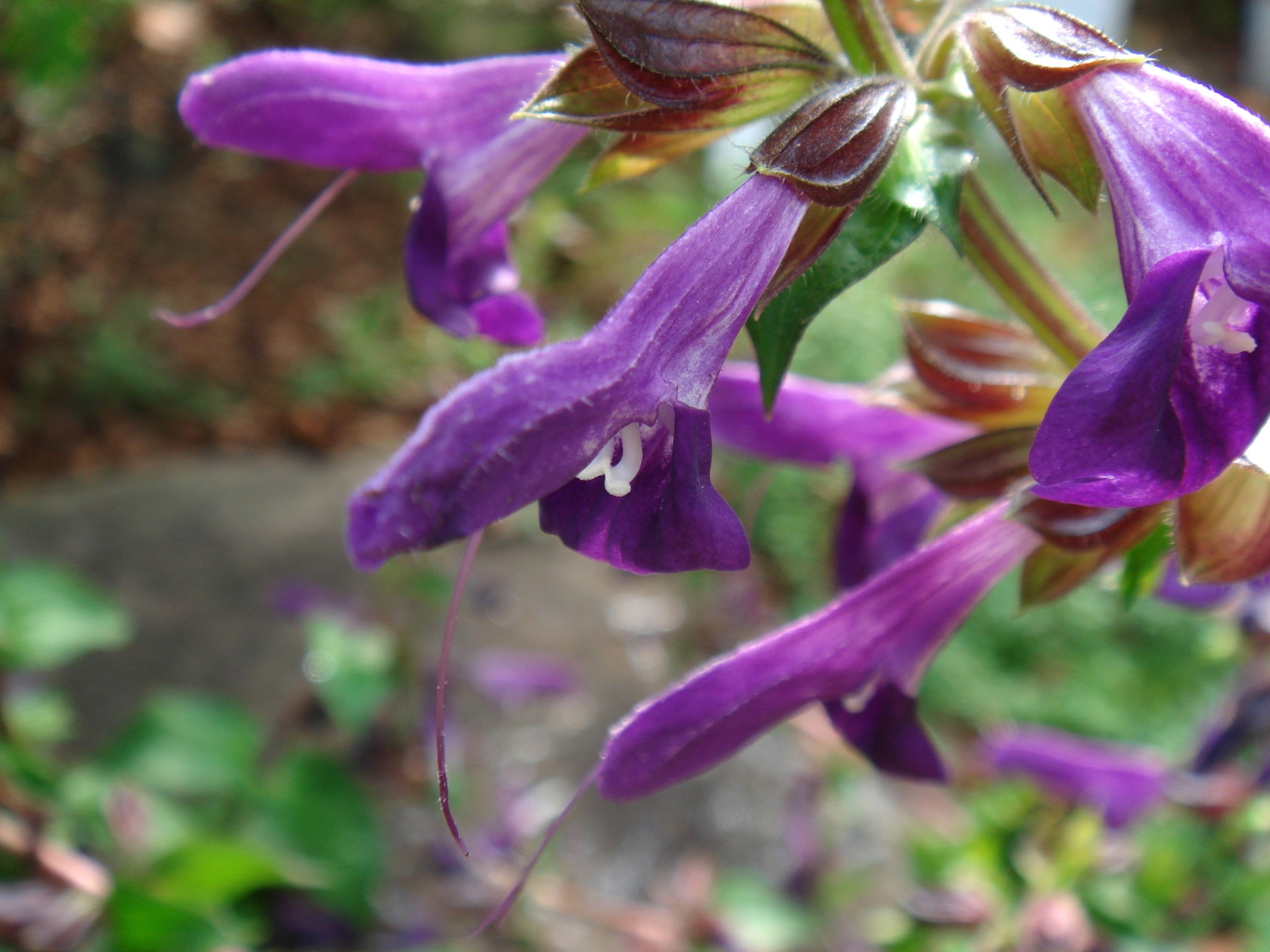 Salvia Glabrescens Franchet And Savatier Makino